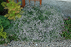 Common Baby's Breath (Gypsophila paniculata) at The Mustard Seed