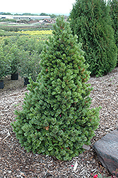 Sherwood Compact Bristlecone Pine (Pinus aristata 'Sherwood Compact') at Stonegate Gardens