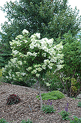 Pink Diamond Hydrangea (tree form) (Hydrangea paniculata 'Pink Diamond (tree form)') at The Mustard Seed