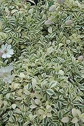 Druett's Variegated Campion (Silene uniflora 'Druett's Variegated') at Stonegate Gardens