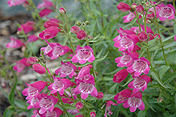 Red Rocks Beard Tongue (Penstemon x mexicali 'Red Rocks') at Stonegate Gardens