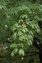 Sweet Shadow Sugar Maple (Acer saccharum 'Sweet Shadow') at Stonegate Gardens