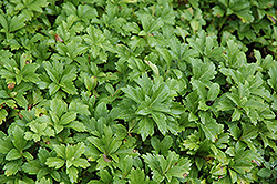 Kingswood Japanese Spurge (Pachysandra terminalis 'Kingswood') at A Very Successful Garden Center