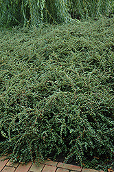 Hesse Cotoneaster (Cotoneaster 'Hessei') at Lakeshore Garden Centres