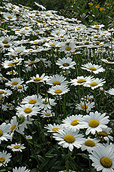 Becky Shasta Daisy (Leucanthemum x superbum 'Becky') at Lakeshore Garden Centres
