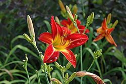 August Flame Daylily (Hemerocallis 'August Flame') at Stonegate Gardens
