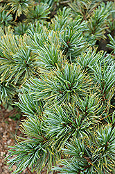 Blue Dwarf Japanese Stone Pine (Pinus pumila 'Blue Dwarf') at Stonegate Gardens