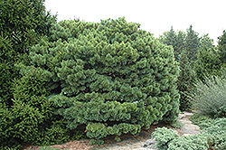 Dwarf Blue Scotch Pine (Pinus sylvestris 'Glauca Nana') at A Very Successful Garden Center