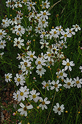 White Alpine Tickseed (Coreopsis alpina 'Alba') at Stonegate Gardens