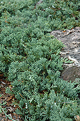 Blue Rug Juniper (Juniperus horizontalis 'Wiltonii') at Stonegate Gardens