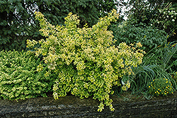 Gold Leaf Forsythia (Forsythia x intermedia 'Gold Leaf') at Stonegate Gardens