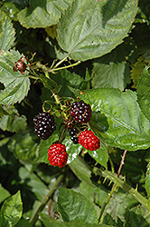Illini Hardy Blackberry (Rubus 'Illini Hardy') at Stonegate Gardens