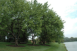 Goldcot Apricot (Prunus armeniaca 'Goldcot') at Stonegate Gardens