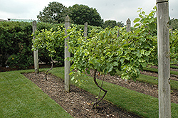 Marechal Foch Grape (Vitis 'Marechal Foch') at Stonegate Gardens