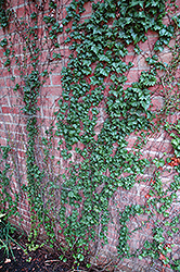 Low's Boston Ivy (Parthenocissus tricuspidata 'Lowii') at Stonegate Gardens