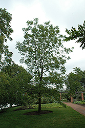 Riverside Pecan (Carya illinoinensis 'Riverside') at Stonegate Gardens