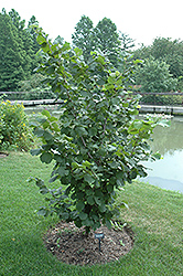 Camponica Filbert (Corylus avellana 'Camponica') at Stonegate Gardens