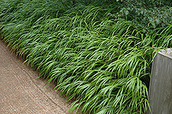 Japanese Woodland Grass (Hakonechloa macra) at Stonegate Gardens
