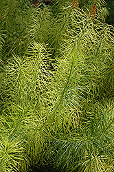 Narrow-Leaf Blue Star (Amsonia hubrichtii) at Lakeshore Garden Centres