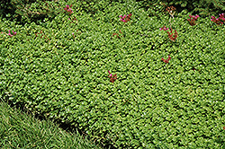 John Creech Stonecrop (Sedum spurium 'John Creech') at Stonegate Gardens