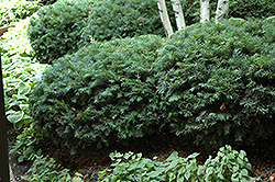 Runyan Yew (Taxus x media 'Runyan') at A Very Successful Garden Center
