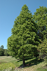 Pond Cypress (Taxodium distichum 'var. nutans') at Stonegate Gardens