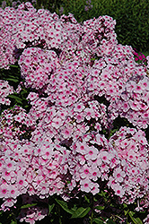 Pinky Hill Garden Phlox (Phlox paniculata 'Pinky Hill') at Stonegate Gardens