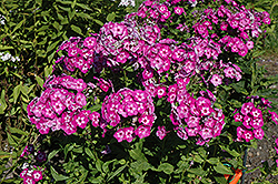Uspech Garden Phlox (Phlox paniculata 'Uspech') at Stonegate Gardens