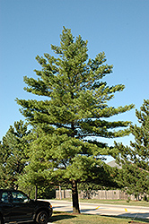 White Pine (Pinus strobus) at Stonegate Gardens