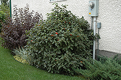 Mohican Viburnum (Viburnum lantana 'Mohican') at Stonegate Gardens