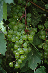 Morden 9703 Grape (Vitis 'Morden 9703') at Stonegate Gardens