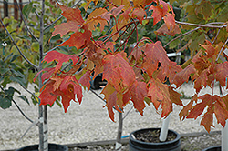 Unity Sugar Maple (Acer saccharum 'Unity') at Stonegate Gardens