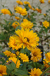 Bressingham Doubloon Sunflower (Heliopsis helianthoides 'Bressingham Doubloon') at Stonegate Gardens