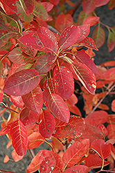 Autumn Brilliance Serviceberry (Amelanchier x grandiflora 'Autumn Brilliance') at Stonegate Gardens