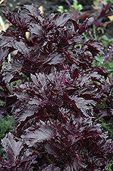 Purple Ruffles Basil (Ocimum basilicum 'Purple Ruffles') at Lakeshore Garden Centres