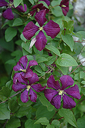Etoile Violette Clematis (Clematis 'Etoile Violette') at Stonegate Gardens