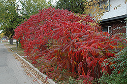 Staghorn Sumac (Rhus typhina) at The Mustard Seed