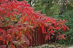 Staghorn Sumac (Rhus typhina) at Lakeshore Garden Centres
