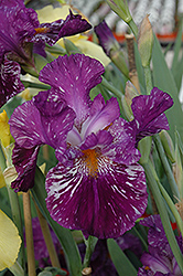 Gnu Again Iris (Iris 'Gnu Again') at Stonegate Gardens