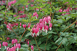 Common Bleeding Heart (Dicentra spectabilis) at Lakeshore Garden Centres
