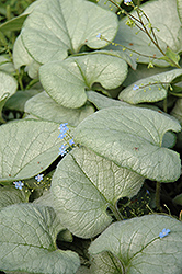 Looking Glass Bugloss (Brunnera macrophylla 'Looking Glass') at The Mustard Seed
