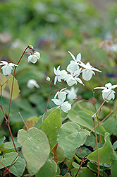 White Bishop's Hat (Epimedium x youngianum 'Niveum') at A Very Successful Garden Center