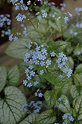 Jack Frost Bugloss (Brunnera macrophylla 'Jack Frost') at The Mustard Seed