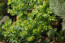 Rudolph Spurge (Euphorbia x martinii 'Waleuphrud') at Stonegate Gardens