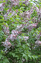 Blanche Sweet Lilac (Syringa x hyacinthiflora 'Blanche Sweet') at Stonegate Gardens