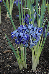 Harmony Reticulated Iris (Iris reticulata 'Harmony') at Stonegate Gardens