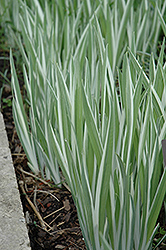 Variegated Japanese Flag Iris (Iris ensata 'Variegata') at A Very Successful Garden Center