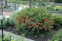 Japanese Flowering Quince (Chaenomeles japonica) at Stonegate Gardens