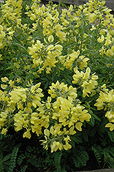 Yellow Wild Indigo (Baptisia sphaerocarpa) at Stonegate Gardens