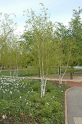 Whitespire Senior Birch (Betula populifolia 'Whitespire Senior') at Stonegate Gardens